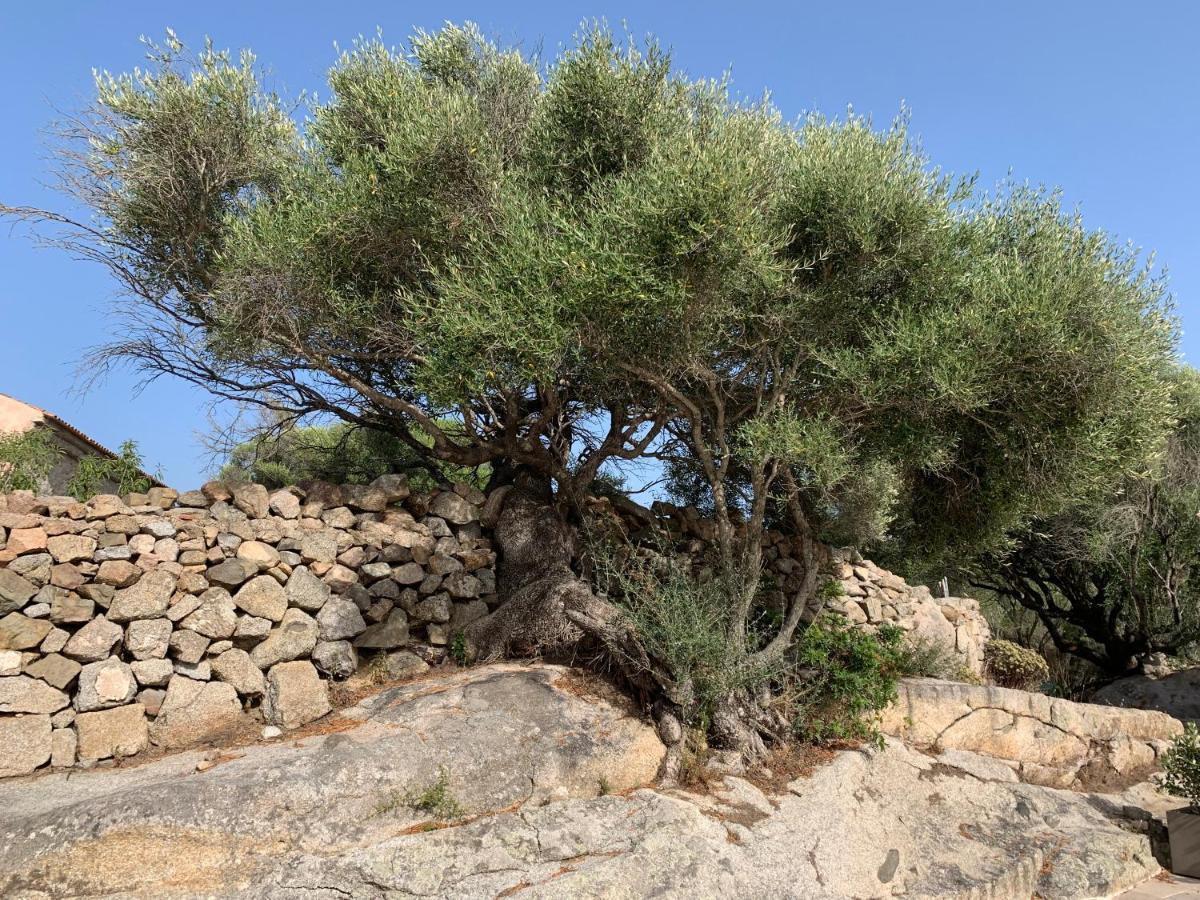 منزل الضيف رينا ماجور  في Stazzu Nuraghe Mannucciu المظهر الخارجي الصورة